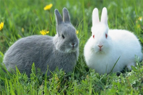 盛大兔业养殖加盟