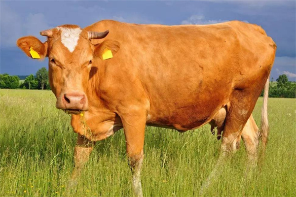 兴旺肉牛养殖场加盟
