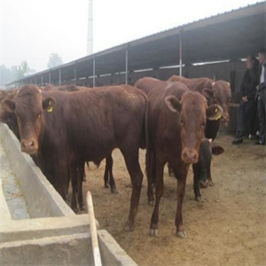 兴旺肉牛养殖场