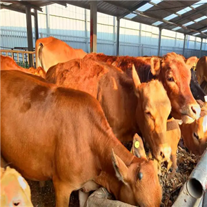 育肥肉牛养殖场加盟