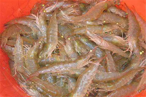 南美白对虾养殖加盟