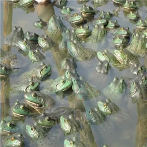 德宏牛蛙养殖加盟