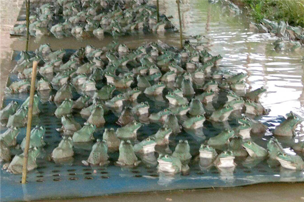 德宏牛蛙养殖加盟