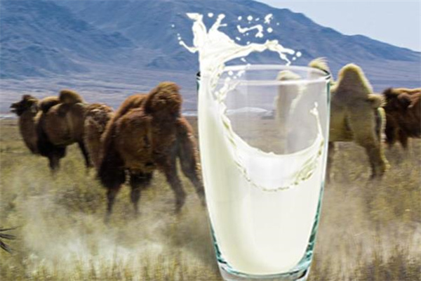 新疆驼奶粉加盟