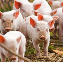 新五丰养猪加盟