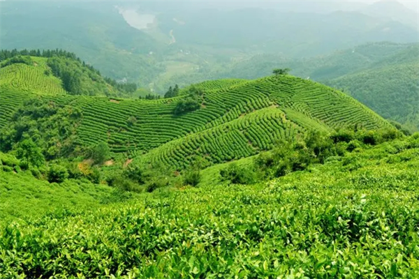 浩茗茶業加盟