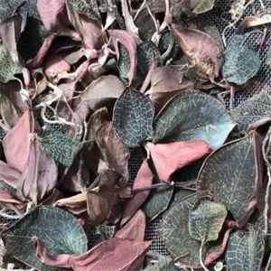 湘草堂金線蓮