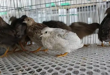 王澤鋪蘆丁雞