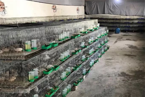 王泽铺芦丁鸡加盟