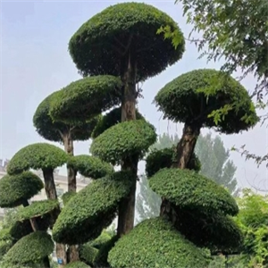 长青苗木