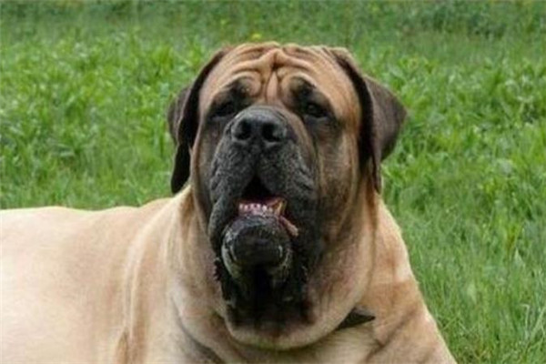 猛犬俱乐部论坛加盟