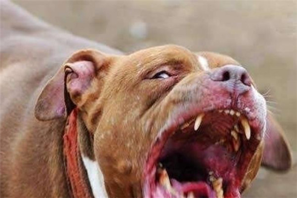 猛犬俱乐部论坛加盟