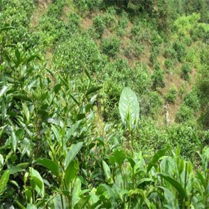岜马源金花茶