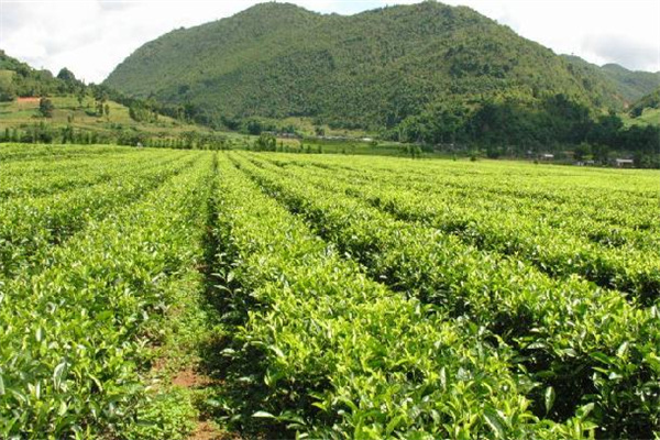 岜马源金花茶加盟