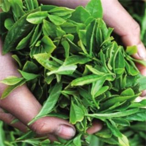 会友茶业