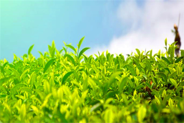 清和茶楼加盟