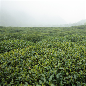 陇川县缘易武茶厂
