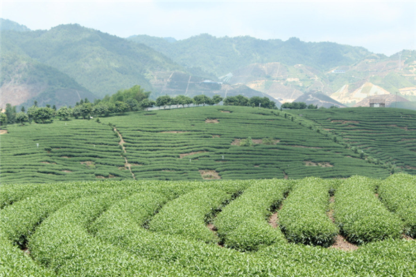 陇川县缘易武茶厂加盟