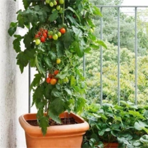 瑞星農(nóng)業(yè)