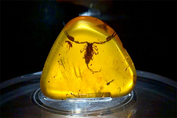 周嘉福琥珀加盟