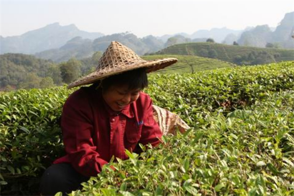 茂之兴茶业加盟