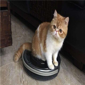 洒哇地咔拖地机诚邀加盟