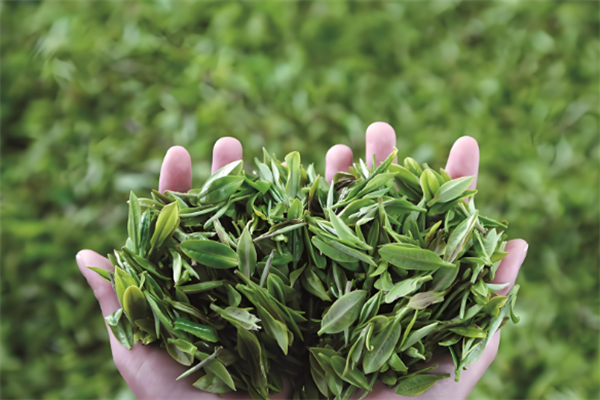 川之花茶叶加盟