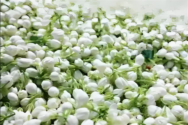 川之花茶叶加盟