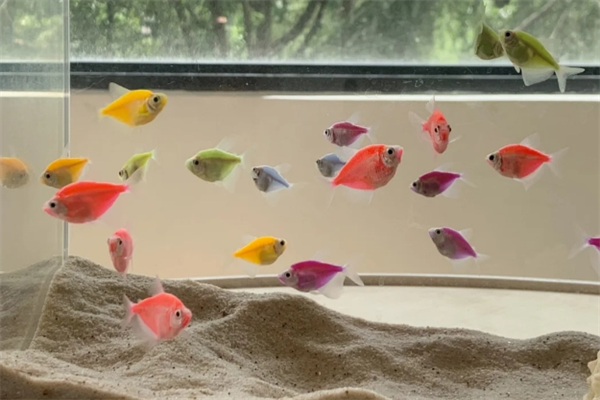 鱼缸代理加盟 鱼缸代理加盟