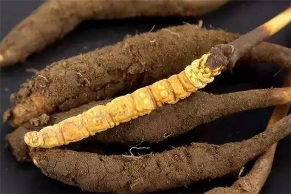 黄金蛹虫草加盟