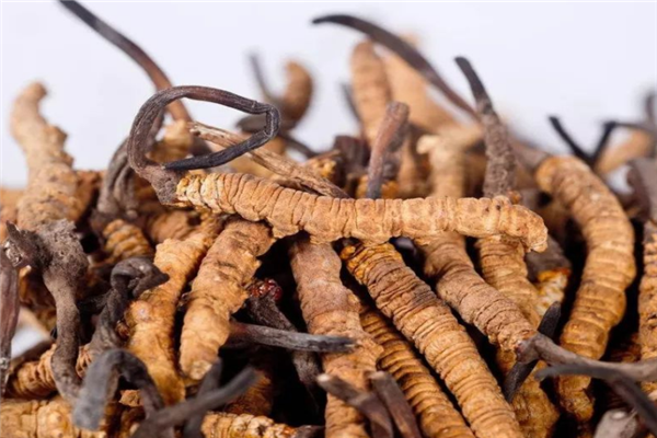 黄金蛹虫草加盟